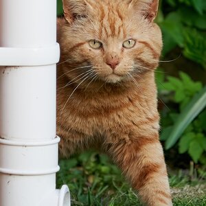 cat 2022.jpg
