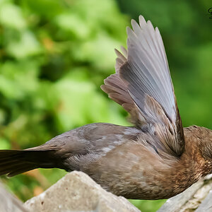 blackbird  2022 6.jpg