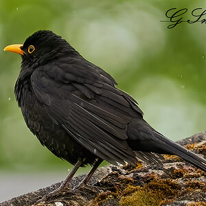 blackbird 2022.jpg