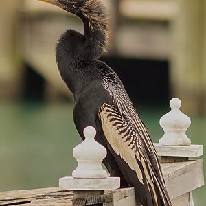 american bird .jpg