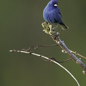 Indigo Bunting.jpg