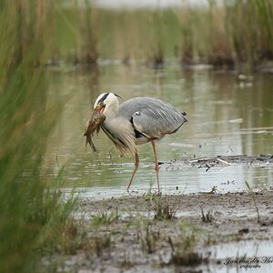 Reiger3.jpg