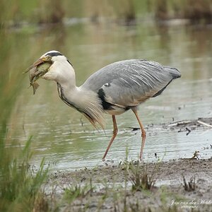 Reiger5.jpg