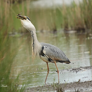 Reiger8.jpg