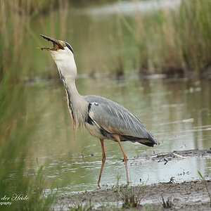 Reiger9.jpg