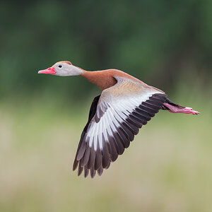 Black-Bellied-Whistling-Duck-A1_ROY1122.jpg