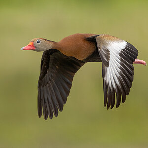 Black-Bellied-Whistling-Duck-A1_ROY1168.jpg