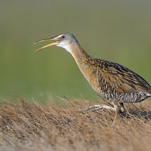 Clapper-Rail-A1_ROY-5233.jpg