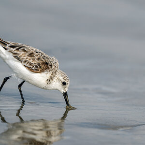 Sanderling-A1_ROY-9618.jpg