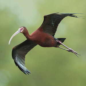 White-faced-Ibis-A1_ROY0686-Edit.jpg