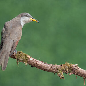 Yellow-billed-Cuckoo-A1_ROY-2447.jpg