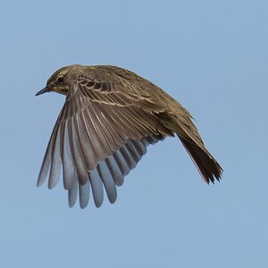 RockPipit.jpg