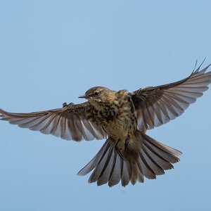 RockPipit2.jpg