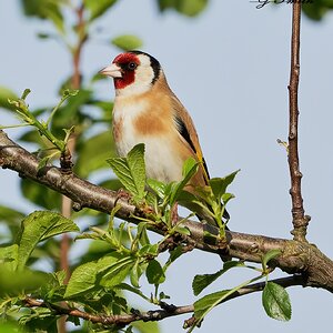 goldfinch 2022 4.jpg