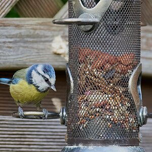 bluetit 2022 7.jpg