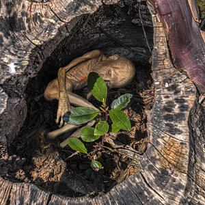 _SON0278-1 pixie in tree.jpg