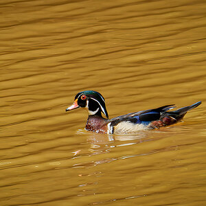 Wood Duck on the Lake!.jpeg