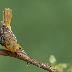 Baltimore-Oriole-A1_ROY5937.jpg