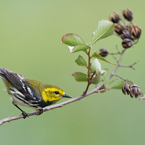 Black-throated-Green-Warbler-A1_ROY5639.jpg