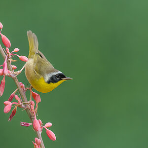 Common-Yellowthroat-A1_ROY6138-Edit.jpg