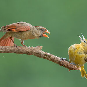 Northern-Cardinal-A1_ROY3653-Edit.jpg