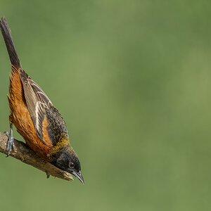 Orchard-Oriole-A1_ROY-2990-Edit.jpg