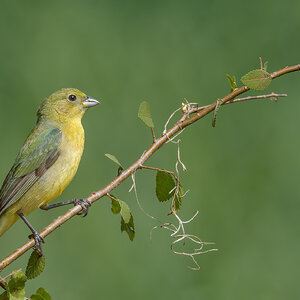 Painted-Bunting-A1_ROY-2239.jpg