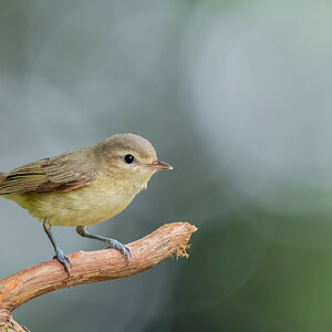 Warbling-Vireo-A1_ROY5895.jpg