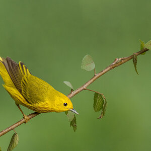 Yellow-Warbler-A1_ROY-3108.jpg