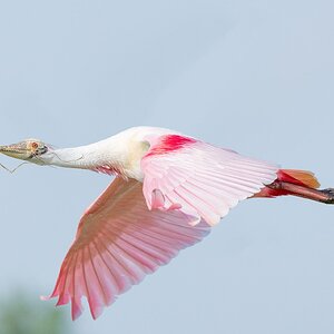 Roseatte-Spoonbill-A1_ROY-0083.jpg