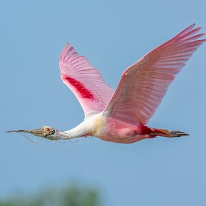 Roseatte-Spoonbill-A1-_ROY0083.jpg