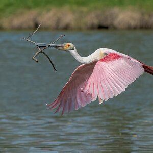 Roseatte-Spoonbill-A1_ROY-1042.jpg