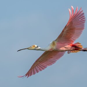 Roseatte-Spoonbill-A1_ROY-3065.jpg