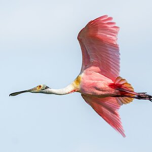 Roseatte-Spoonbill-A1_ROY-3068.jpg