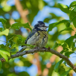 blue tit 2022 46.jpg