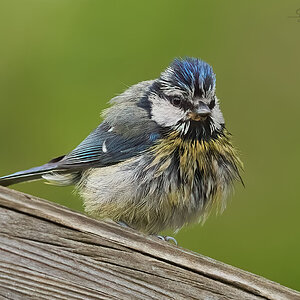 blue tit 2022 45.jpg