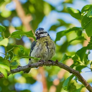 blue tit 2022 47.jpg