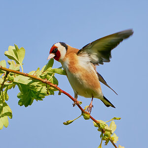 goldfinch  2022.jpg