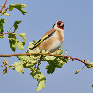 goldfinch  2022 2.jpg