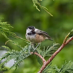 coal tit 2022 2.jpg