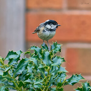 coal tit 2022.jpg