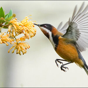 Eastern Spinebill r.jpg