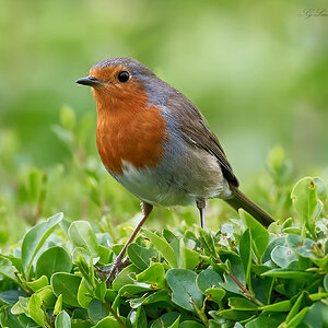 robin 2022 71.jpg