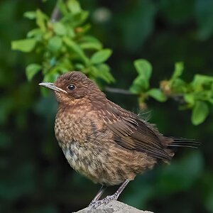 blackbird 2022 3.jpg
