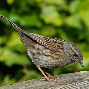 dunnock 2022 3.jpg