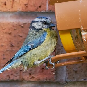 bluetit 2022 10.jpg