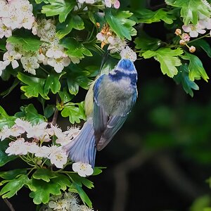 bluetit 2022 13.jpg