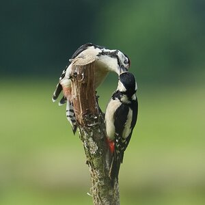 Great-Spotted-Woodpecker-DSC00370-2048px.jpg