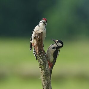 Great-Spotted-Woodpecker-DSC00369-2048px.jpg