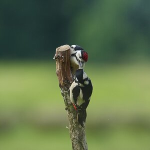Great-Spotted-Woodpecker-DSC00379-2048px.jpg